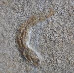 Leptolepides sprattiformis (BLAINVILLE 1818) - Bild © FossNet FossilienStore
